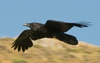 A Raven Flying