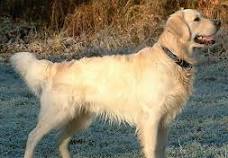 This is a Golden Retriever