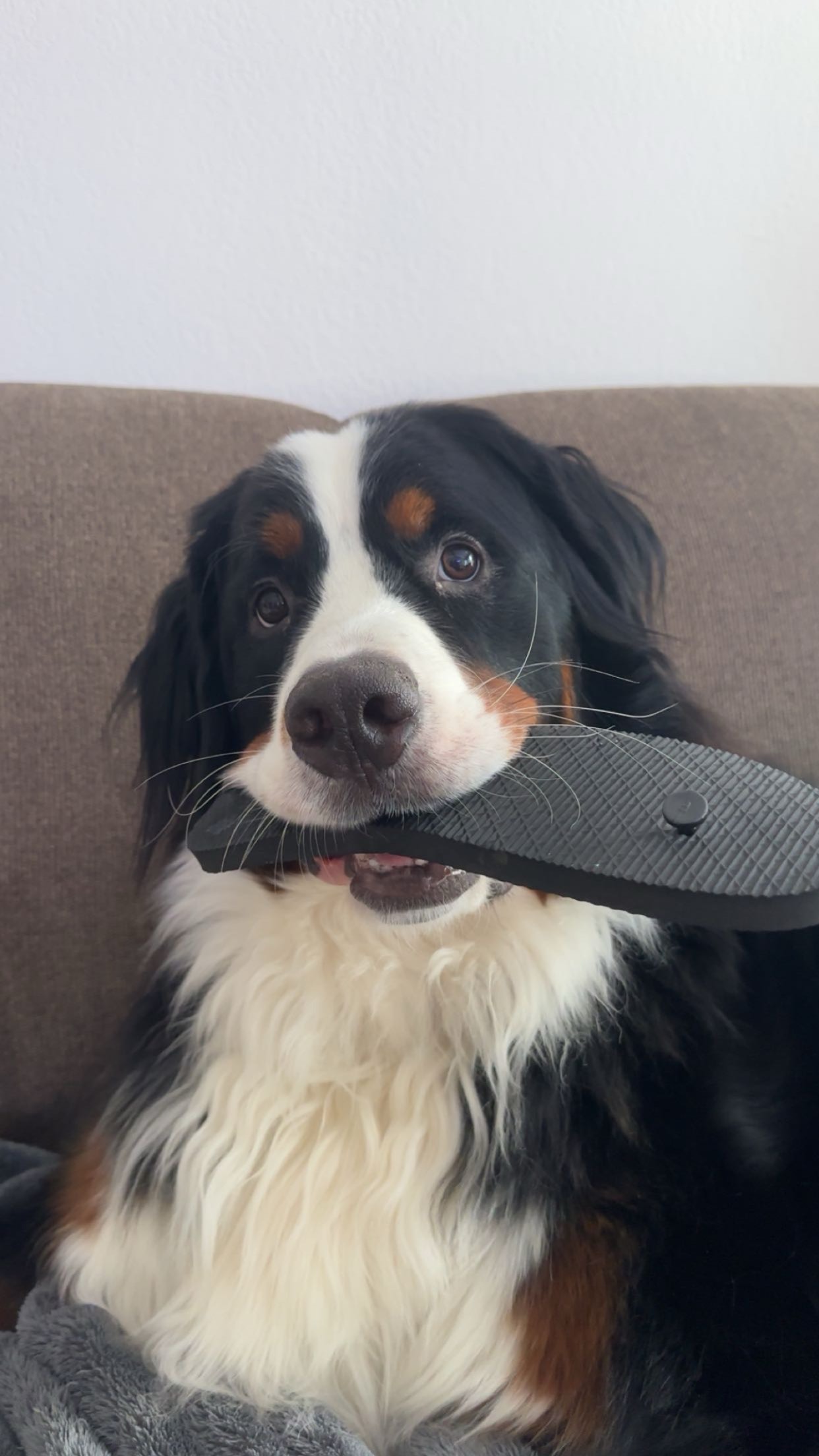 Malcolm, a Bernese Mountain, Dog holding a flip flop