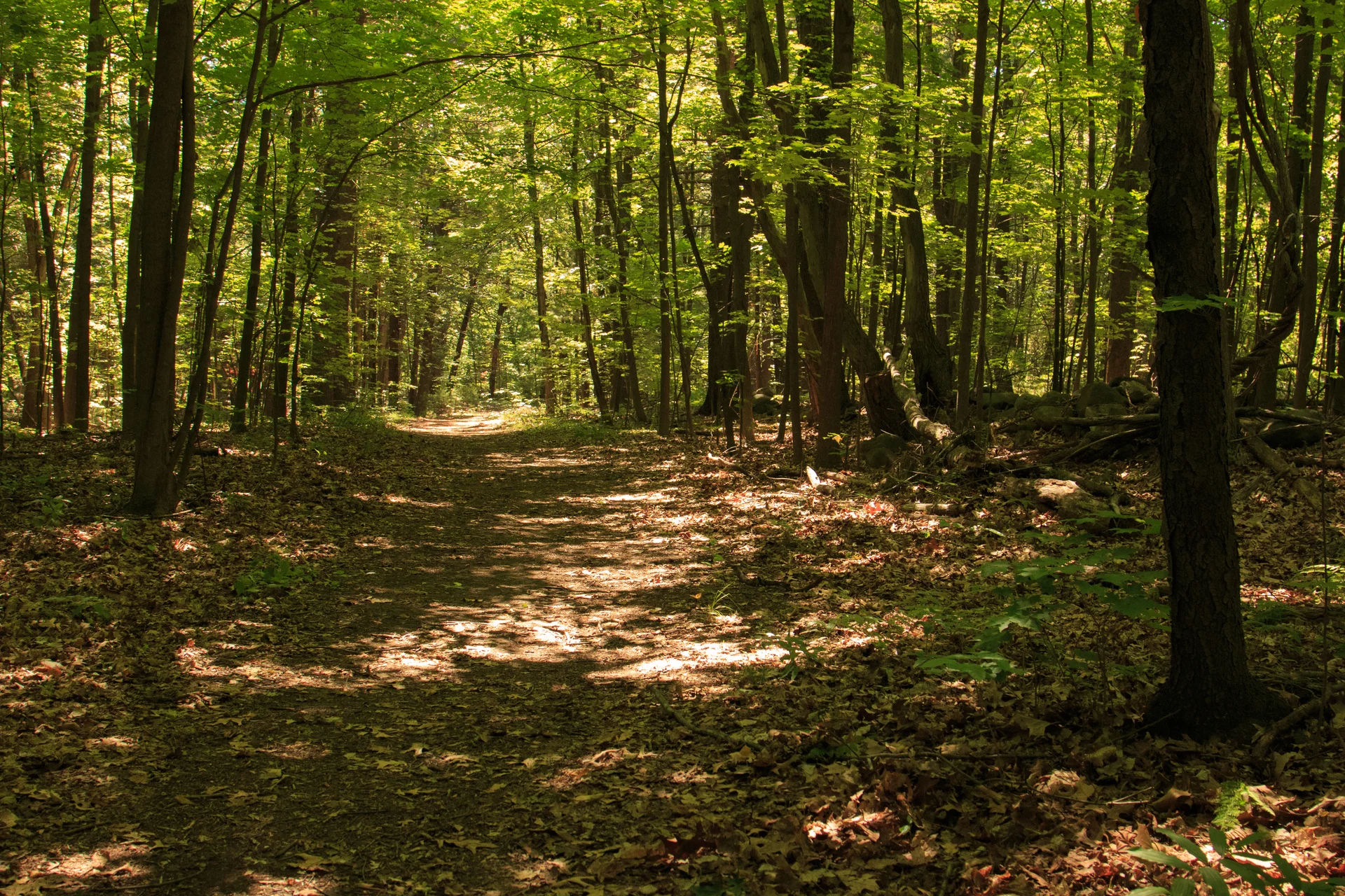 woods with some light shining through the tree cover