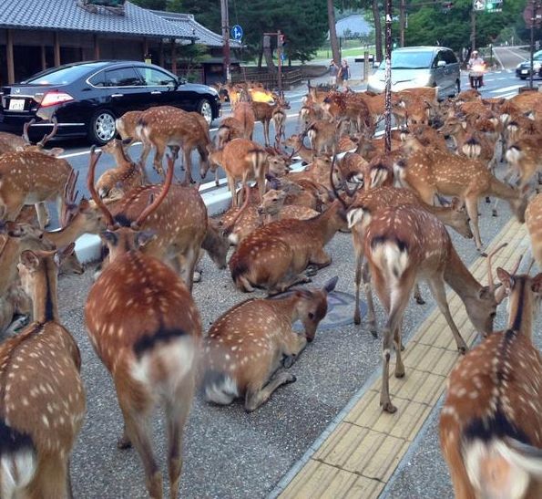 Picture of Deer in Nara, Japan